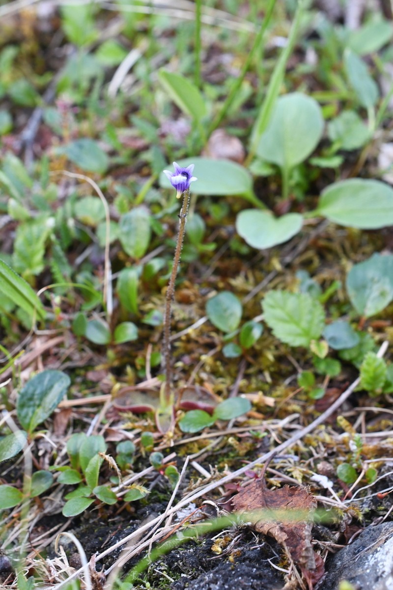 Pinguicula algida photo 5