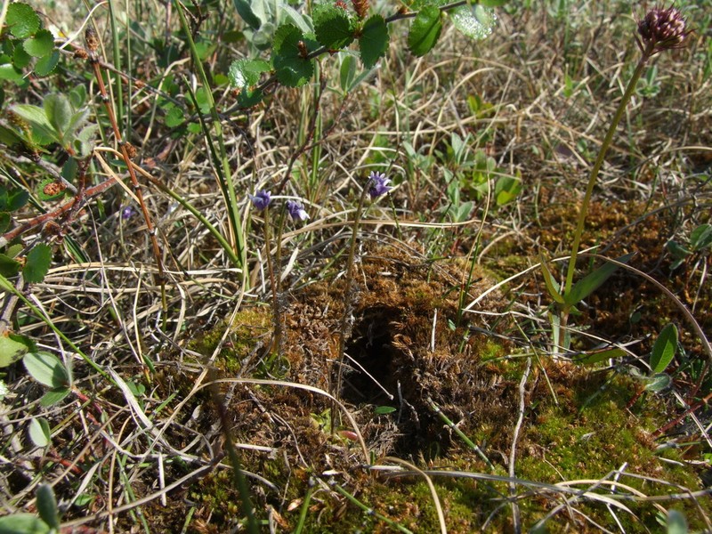 Pinguicula algida photo 6