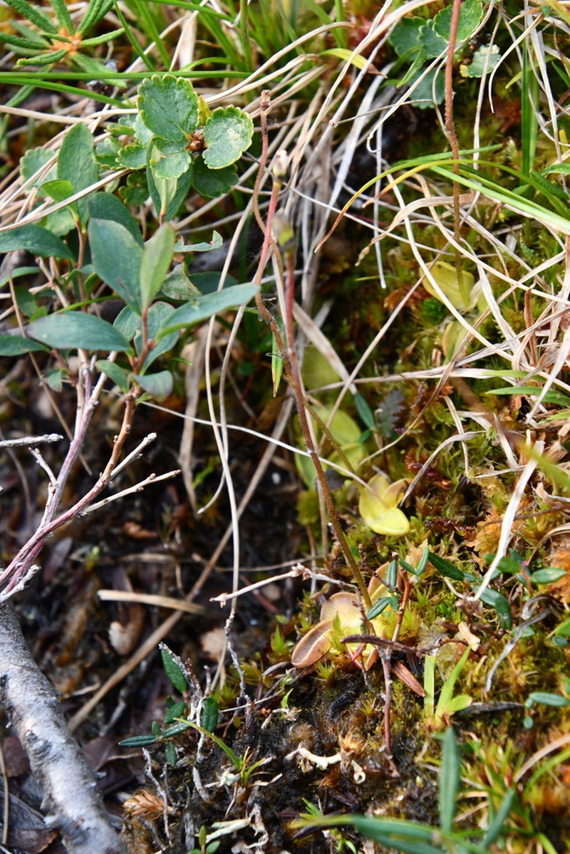 Pinguicula algida photo 7