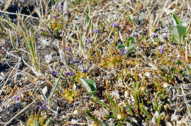Pinguicula algida photo 8