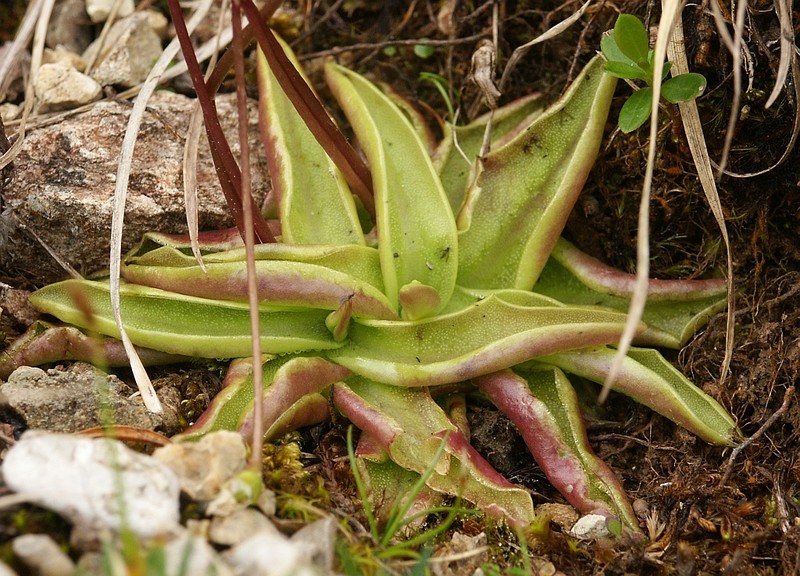 Pinguicula alpina photo 2