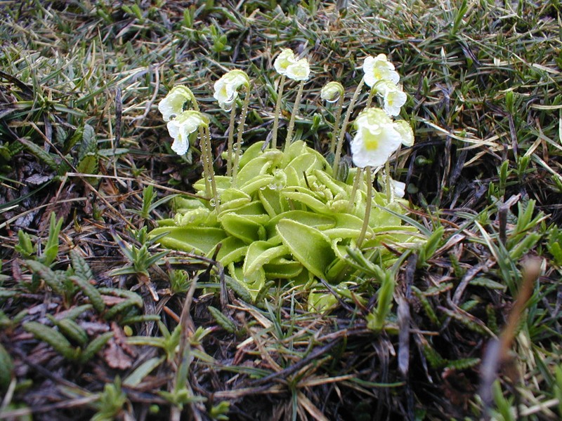 Pinguicula alpina photo 3