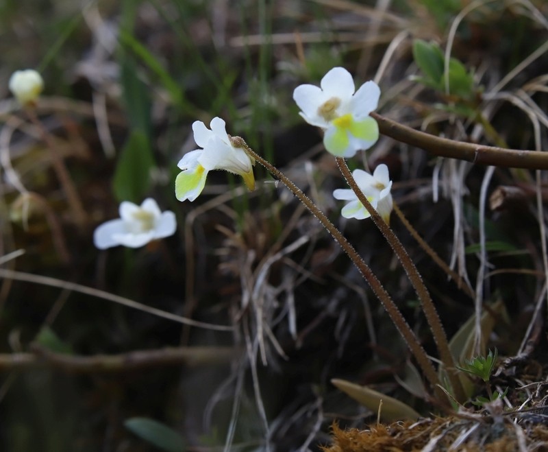 Pinguicula alpina photo 5