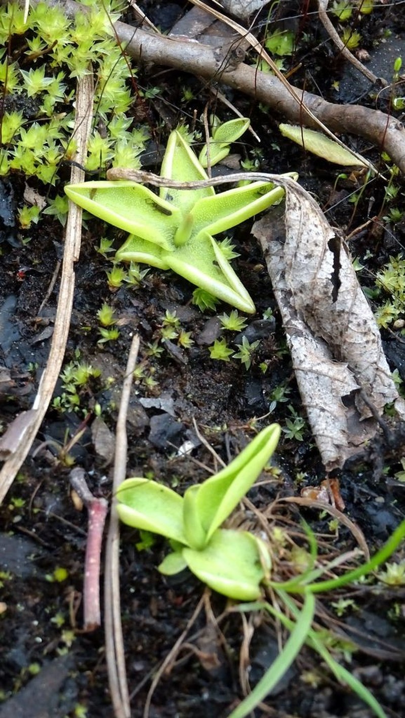 Pinguicula alpina photo 6