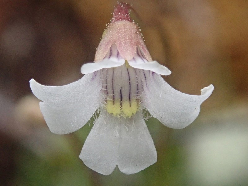 Pinguicula antarctica