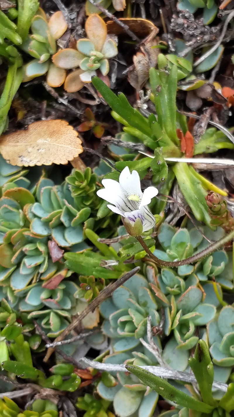 Pinguicula antarctica photo 2