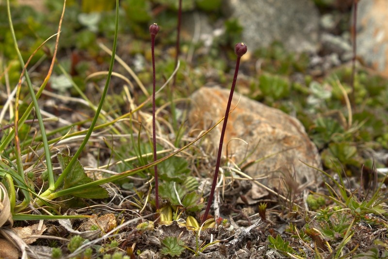 Pinguicula antarctica photo 3