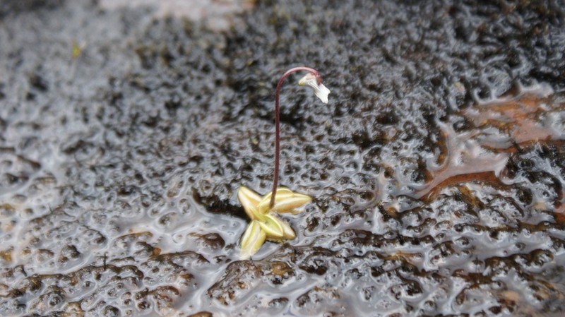 Pinguicula antarctica photo 4