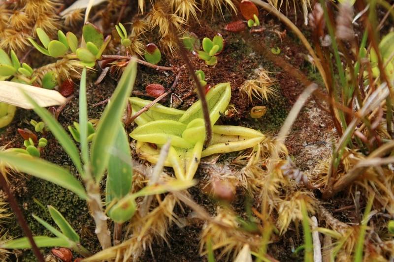 Pinguicula antarctica photo 5