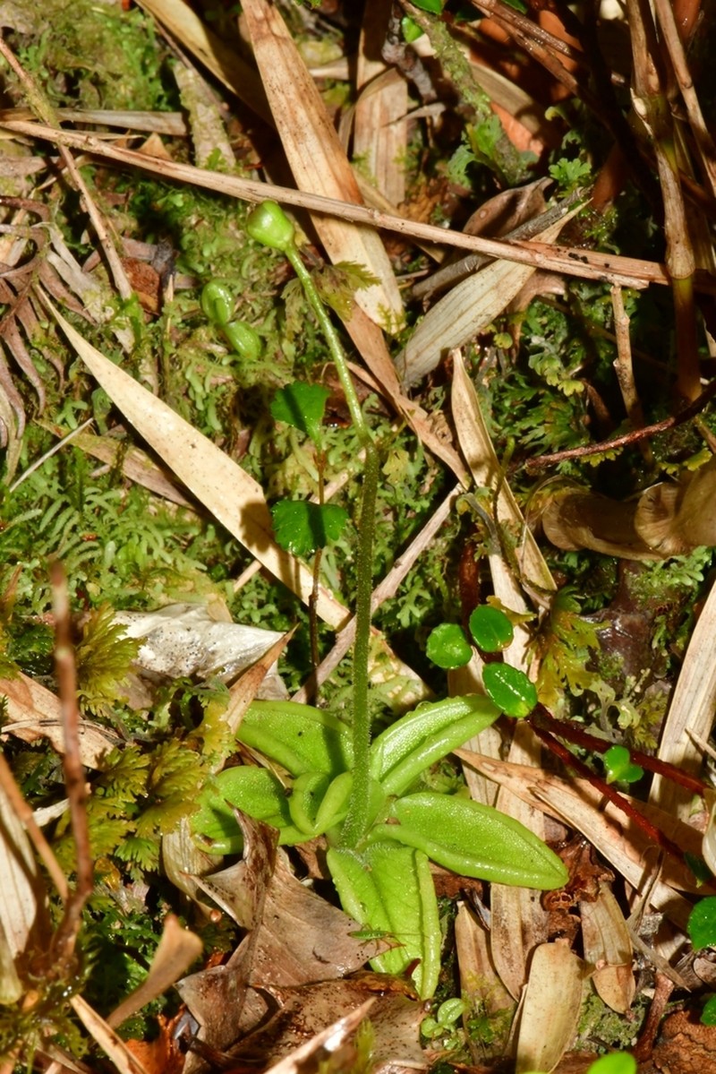 Pinguicula antarctica photo 6
