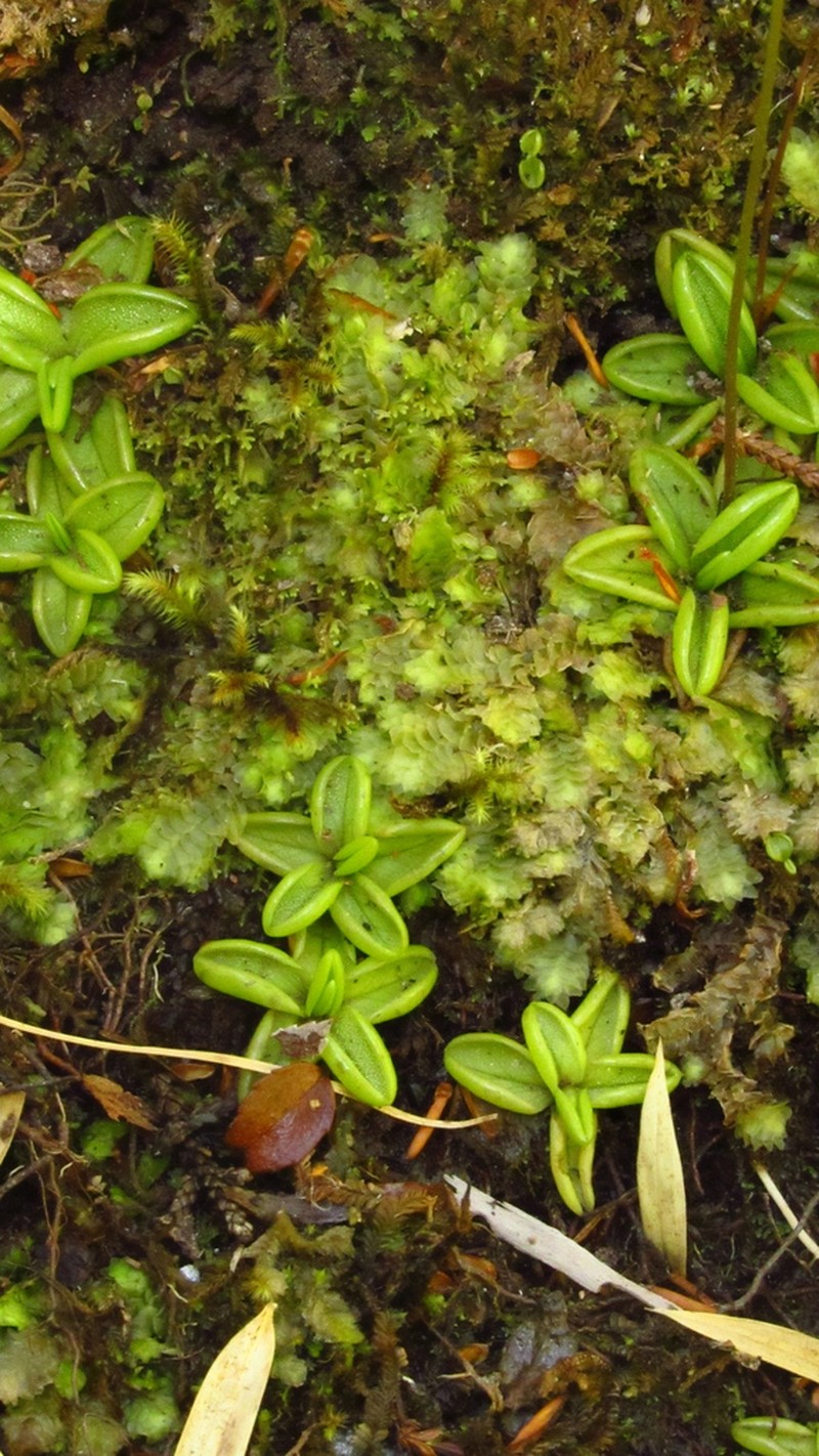 Pinguicula antarctica photo 7