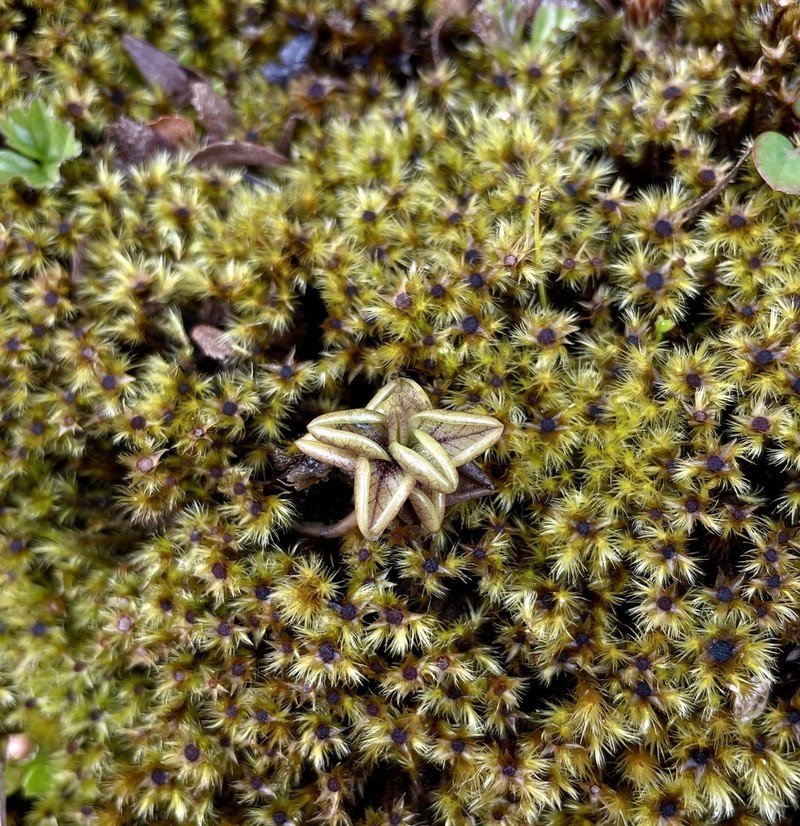 Pinguicula antarctica photo 8