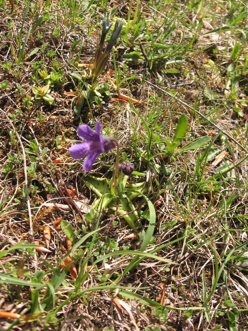 Pinguicula apuana