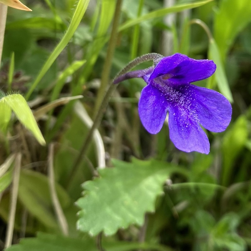 Pinguicula apuana photo 2