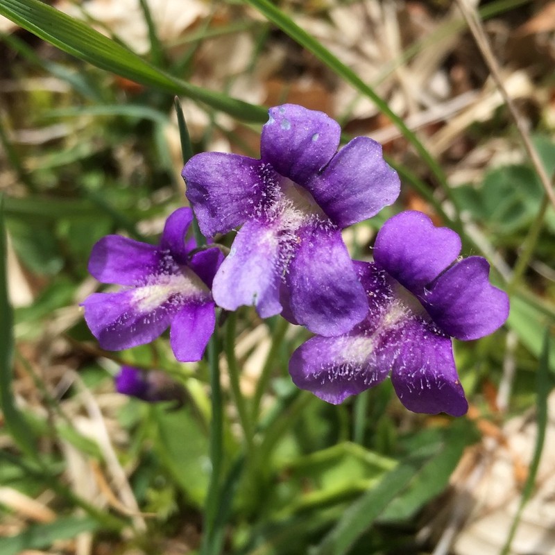 Pinguicula apuana photo 3