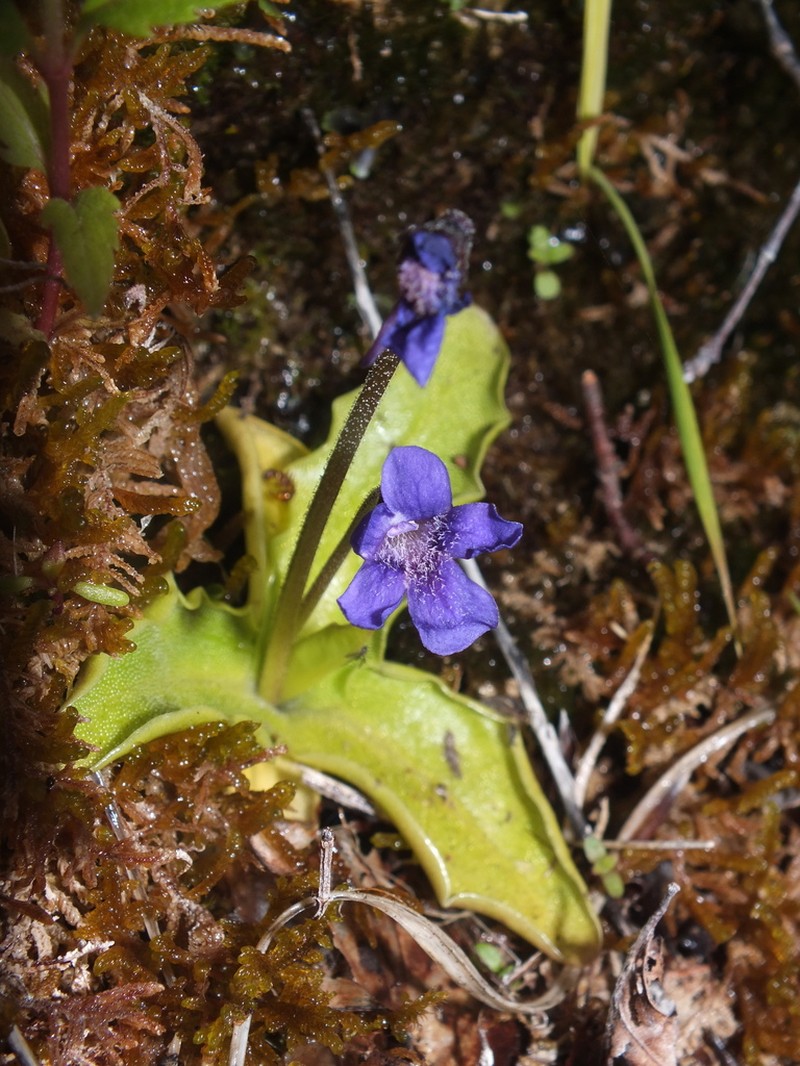 Pinguicula apuana photo 4