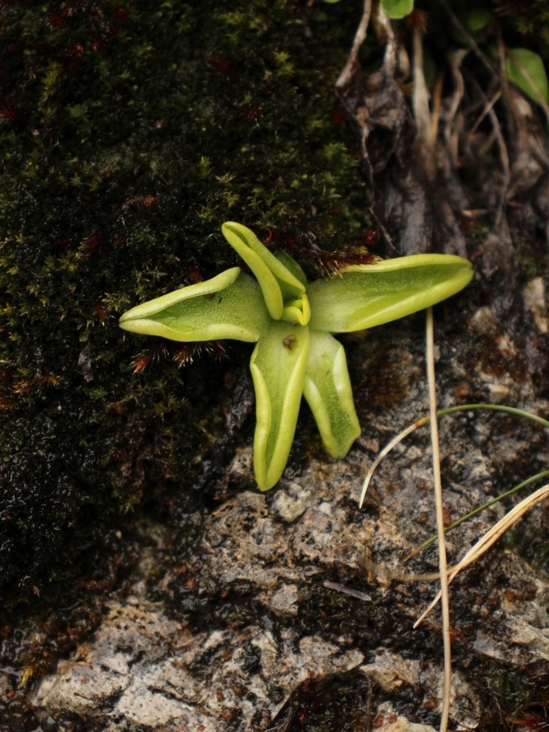 Pinguicula apuana photo 5