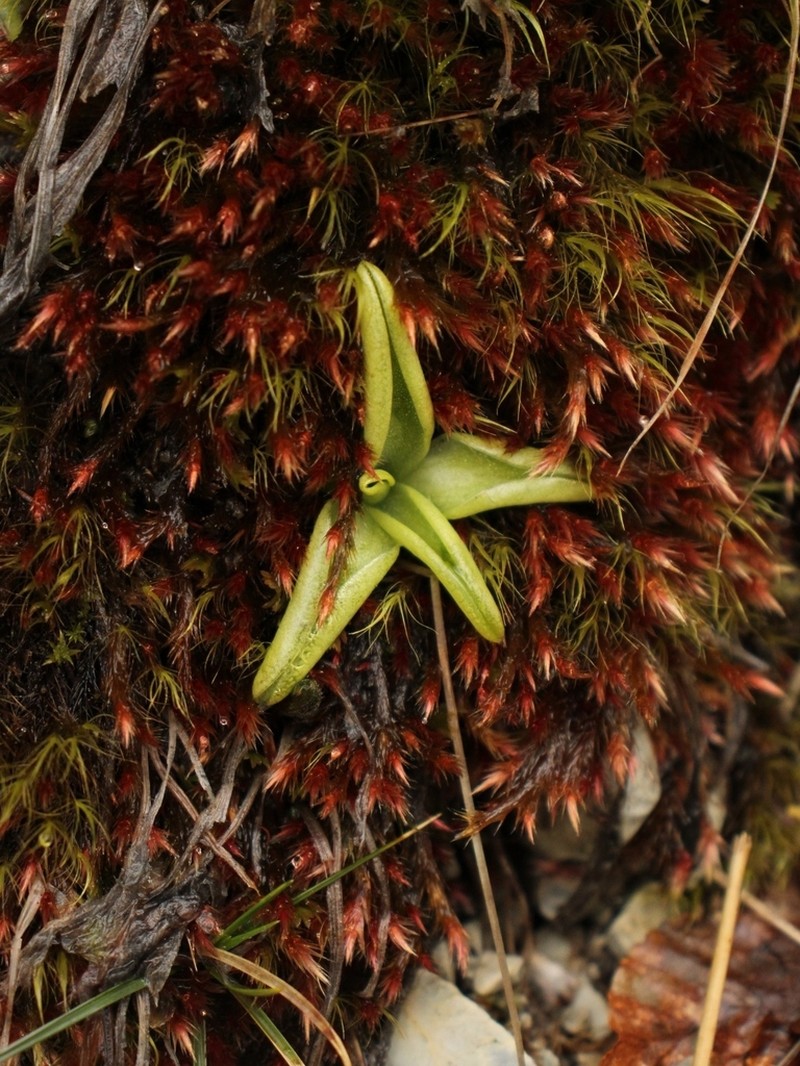 Pinguicula apuana photo 6