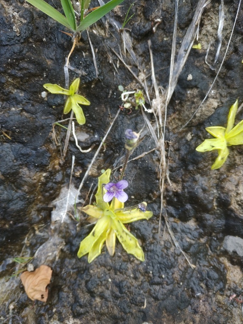 Pinguicula apuana photo 7