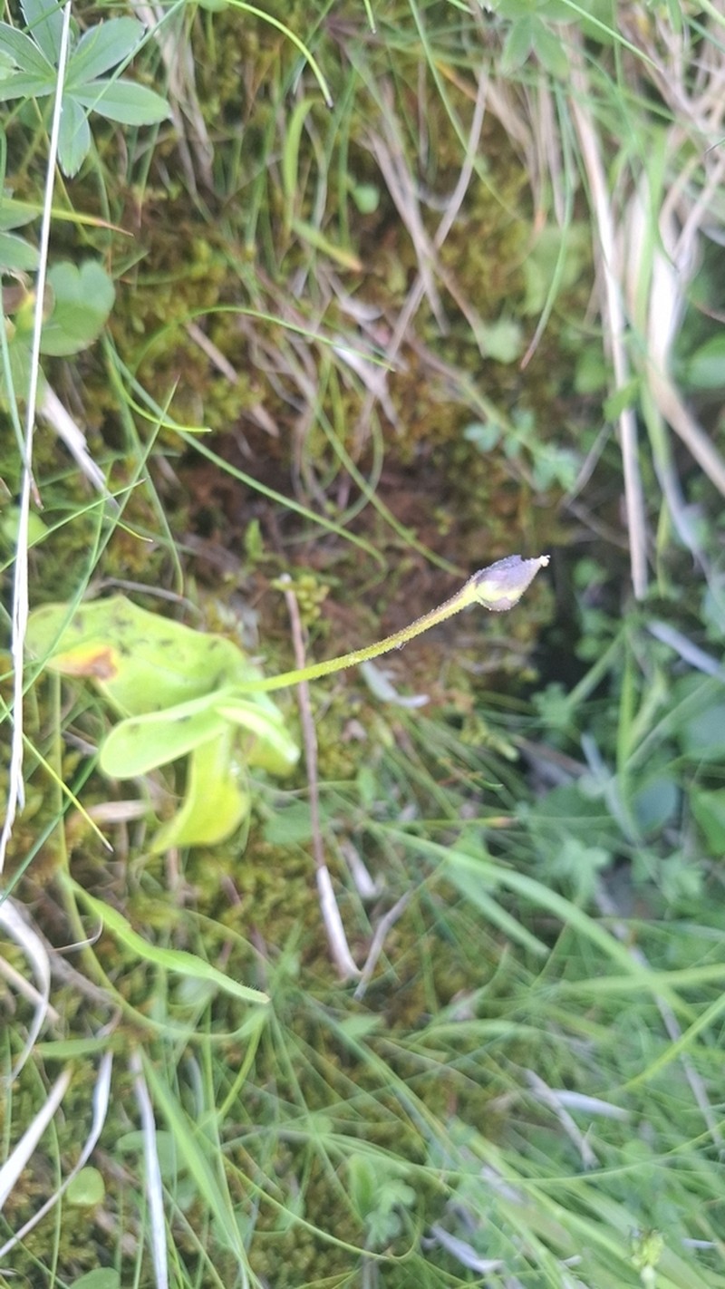 Pinguicula apuana photo 8