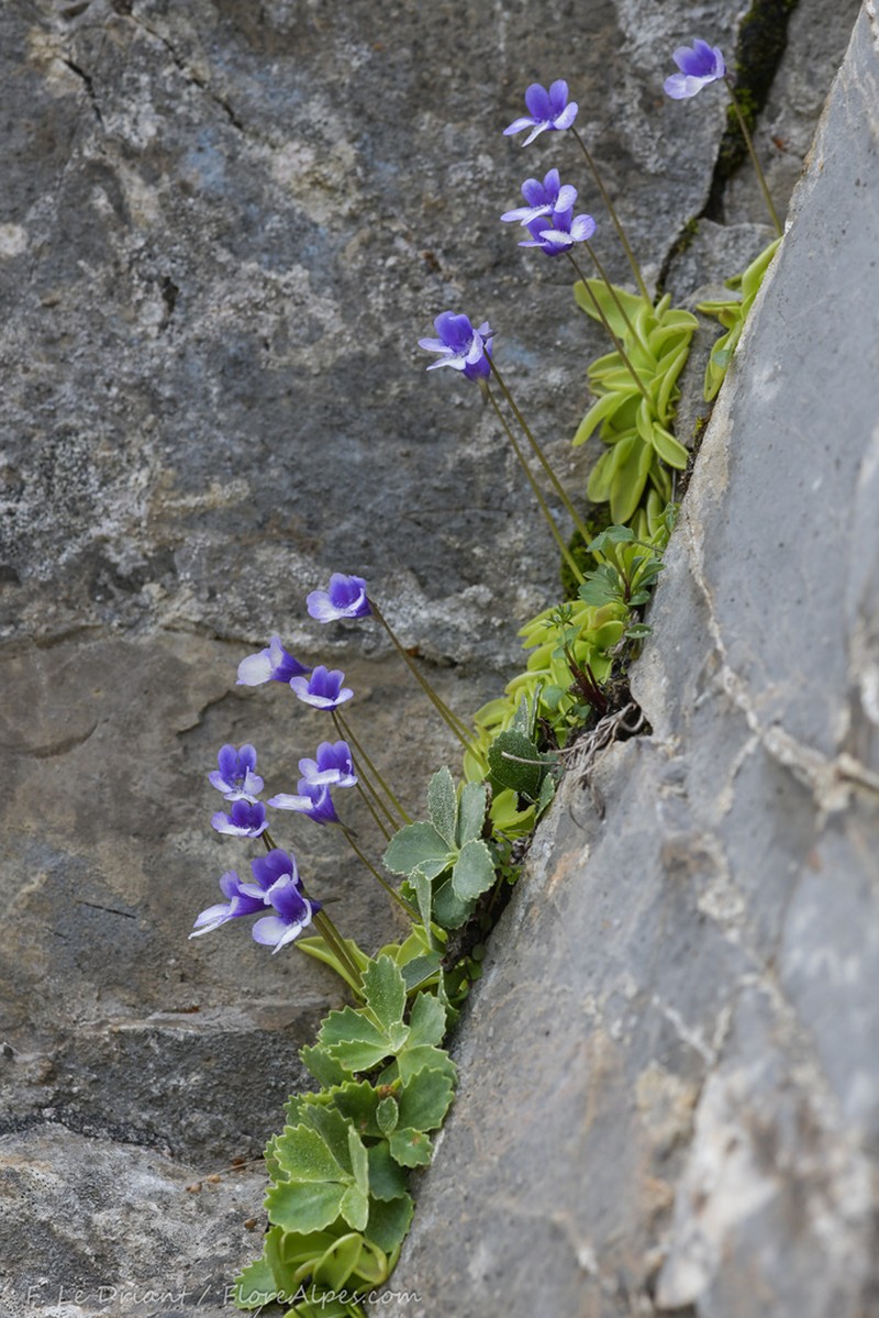 Pinguicula arvetii