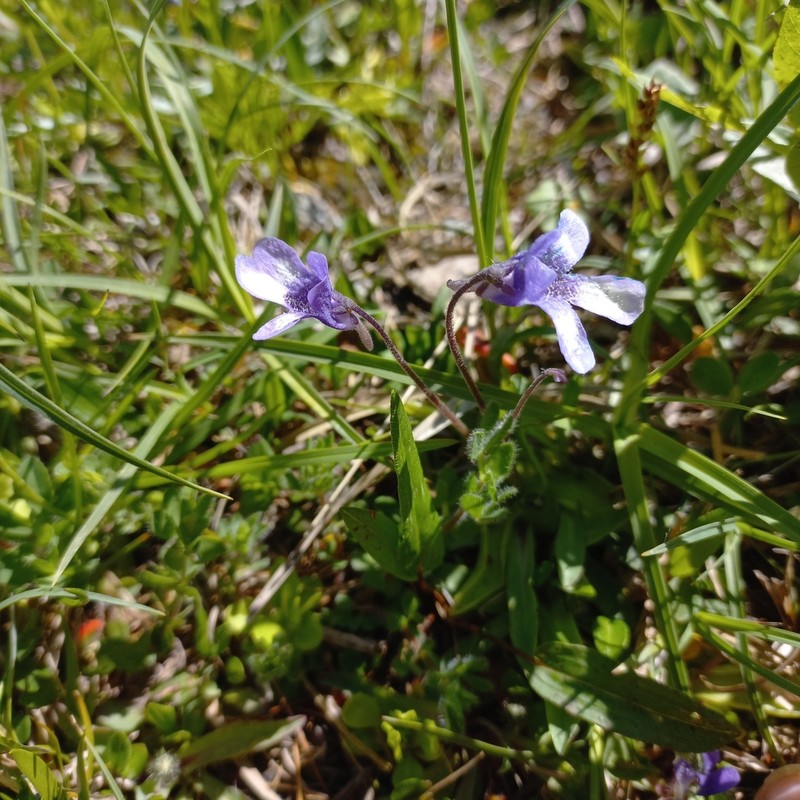 Pinguicula arvetii photo 2