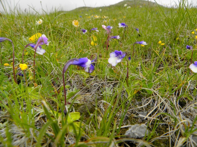 Pinguicula arvetii photo 3