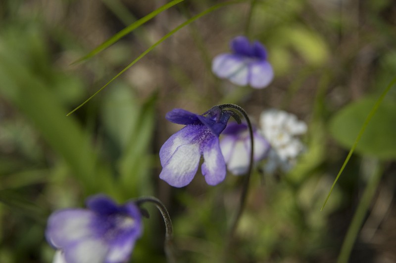 Pinguicula arvetii photo 4