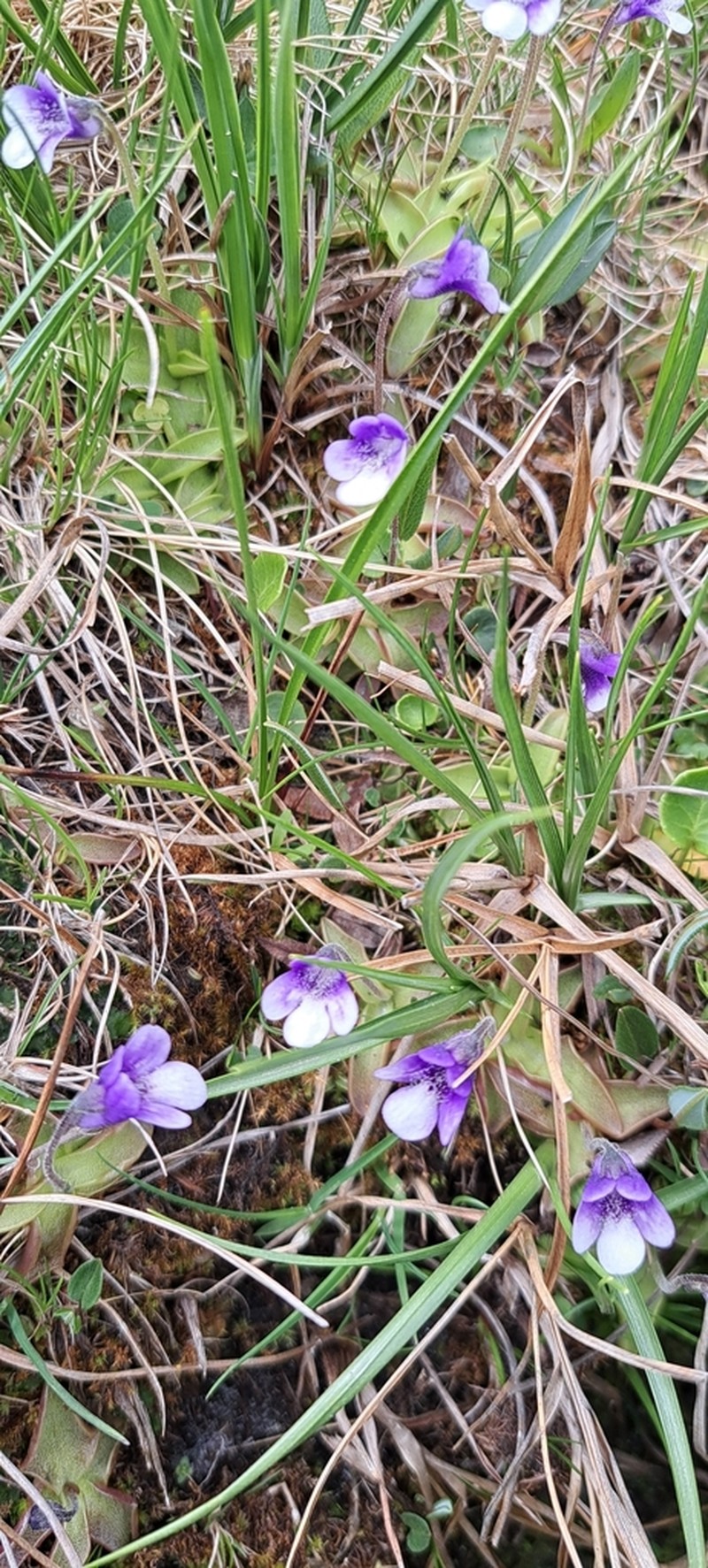 Pinguicula arvetii photo 5