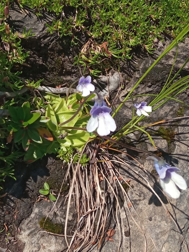 Pinguicula arvetii photo 6