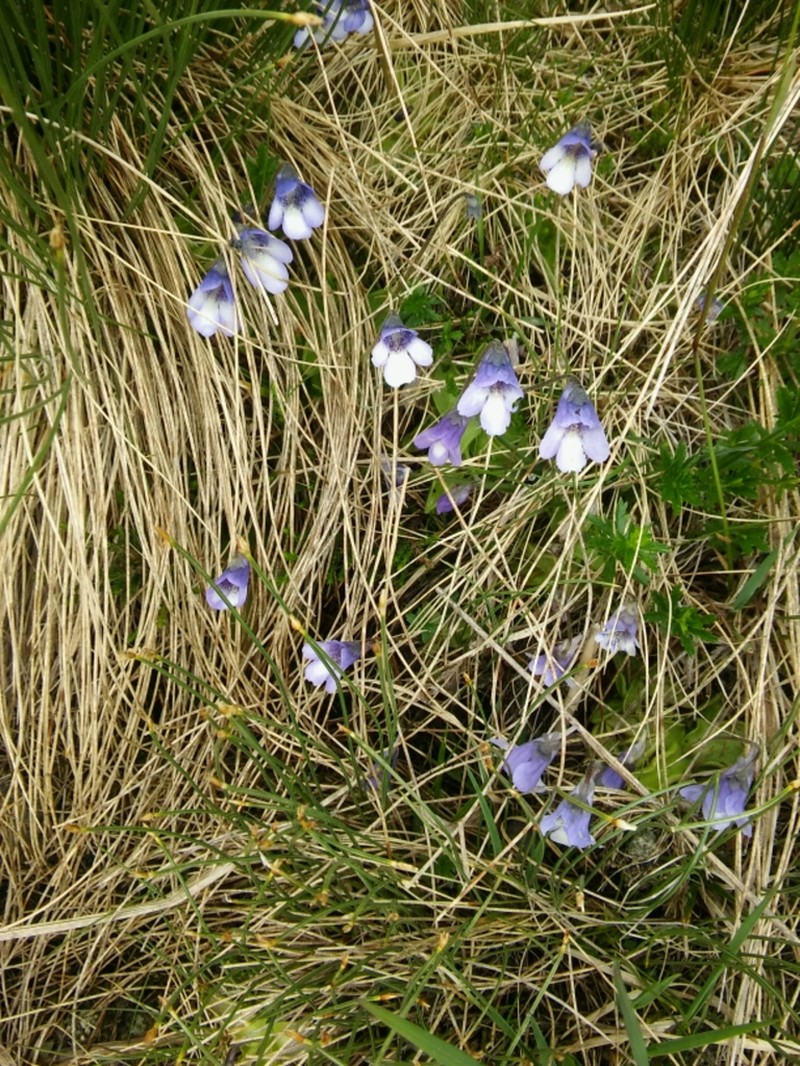 Pinguicula arvetii photo 8
