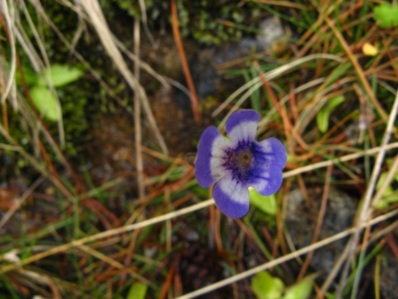 Pinguicula balcanica photo 2