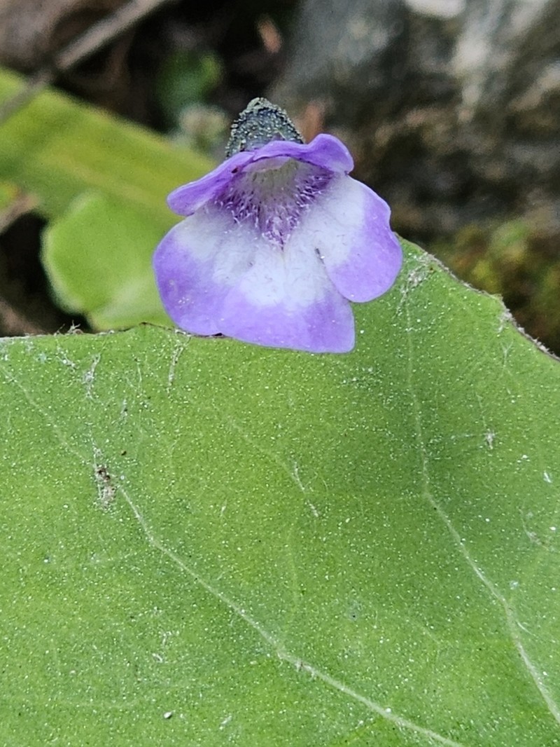 Pinguicula balcanica photo 3