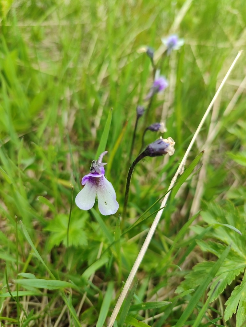 Pinguicula balcanica photo 4