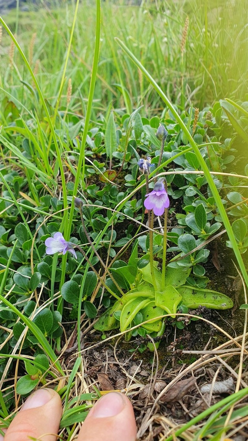 Pinguicula balcanica photo 5
