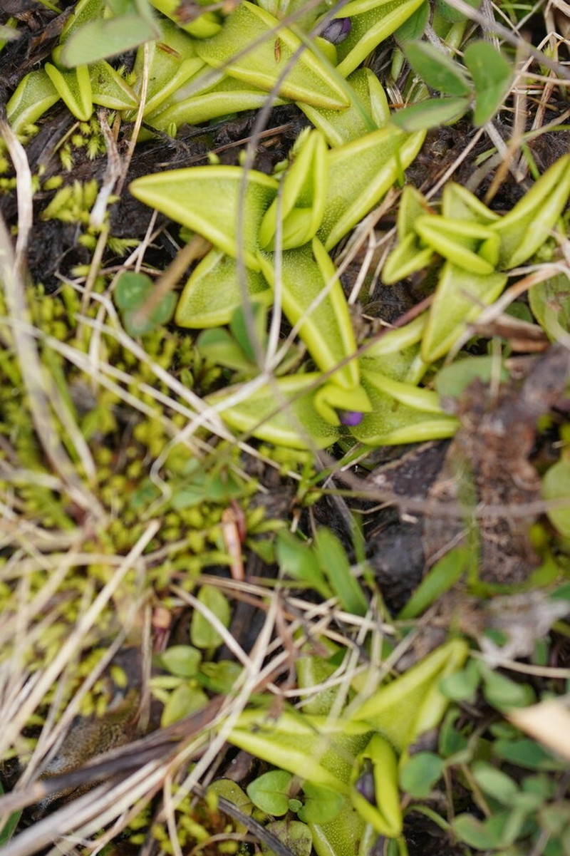 Pinguicula balcanica photo 6