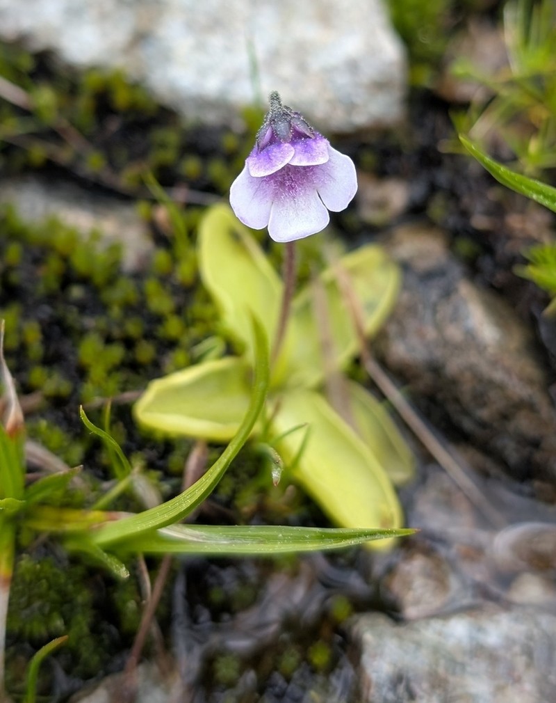 Pinguicula balcanica photo 7