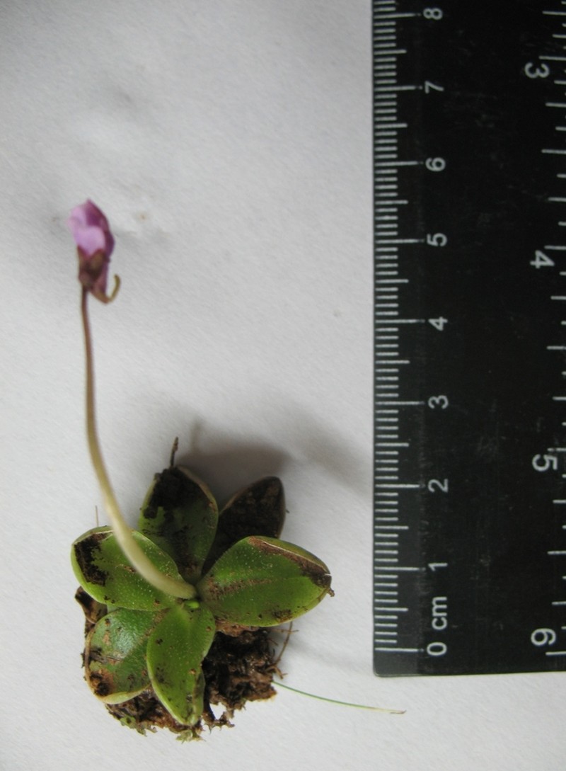 Pinguicula benedicta