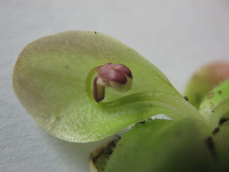 Pinguicula bissei photo 2