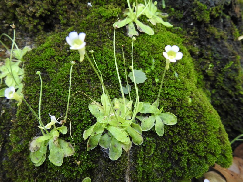 Pinguicula bustamanta