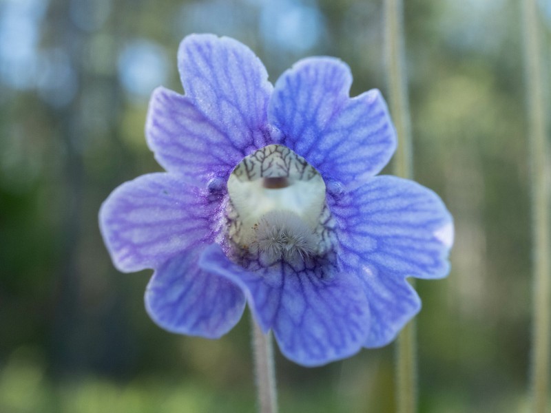 Blueflower Butterwort photo 6