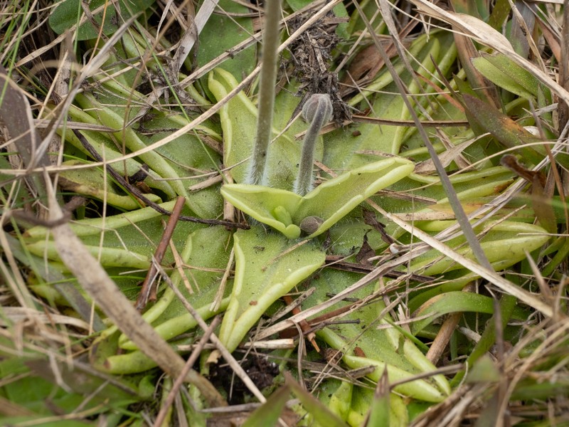 Blueflower Butterwort photo 7