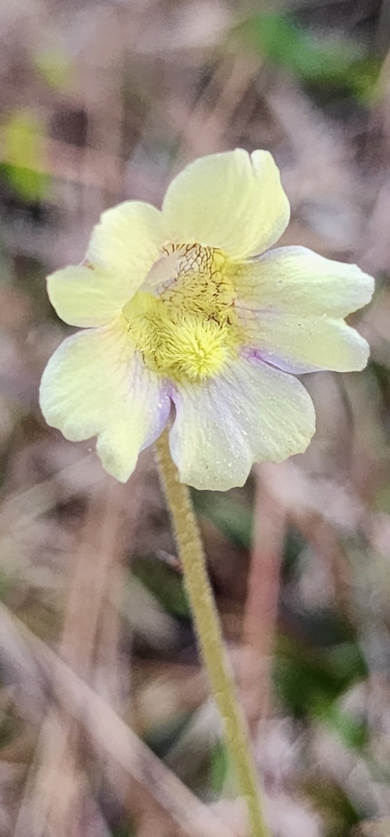 Blueflower Butterwort photo 4