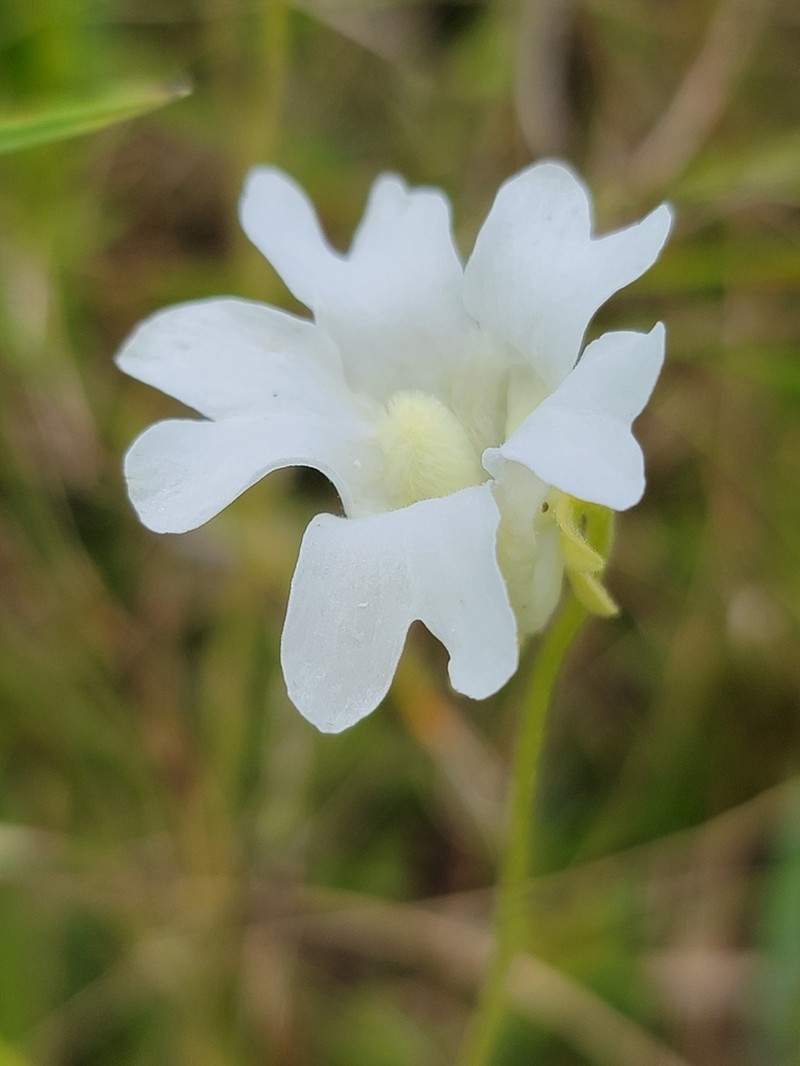 Blueflower Butterwort photo 5
