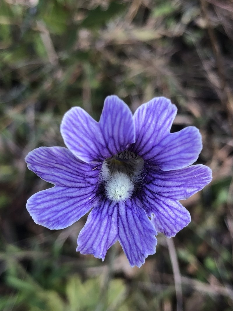 Blueflower Butterwort photo 7