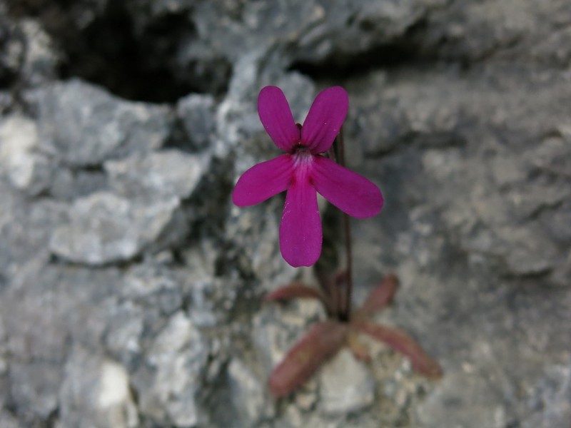 Pinguicula calderoniae