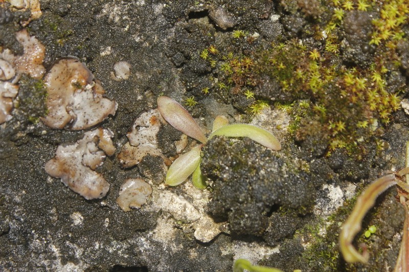 Pinguicula calderoniae photo 2