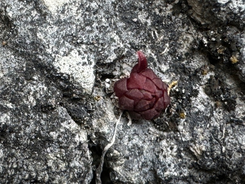 Pinguicula calderoniae photo 3