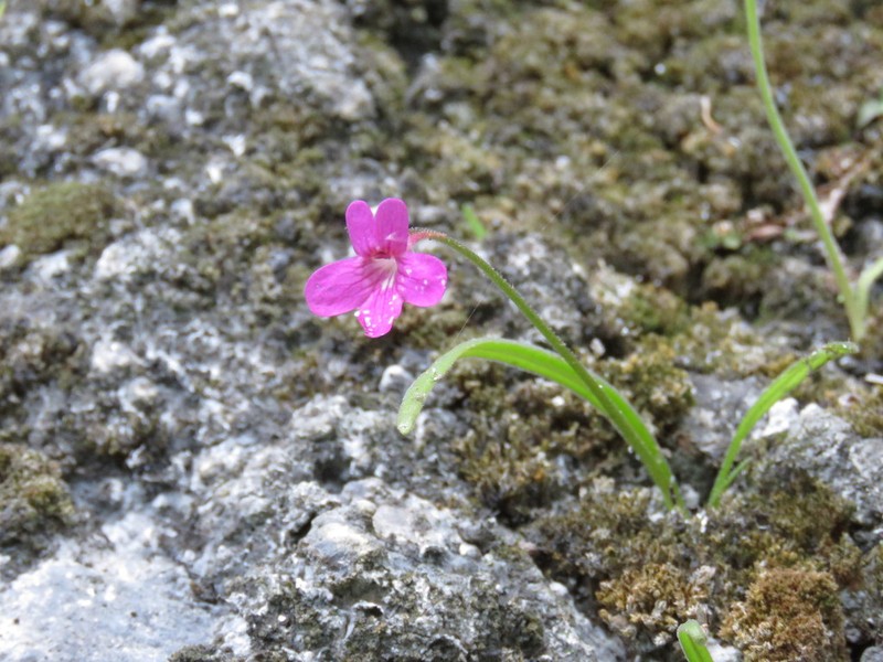 Pinguicula calderoniae photo 4