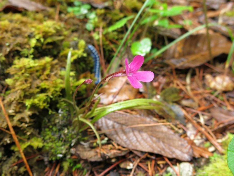 Pinguicula calderoniae photo 5